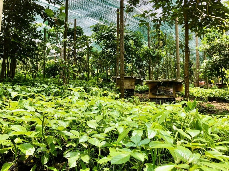 Có nơi trồng dược liệu dưới tán rừng được khuyến khích, nhưng có địa phương do lo ngại xâm phạm đất rừng nên việc triển khai gặp khó khăn.