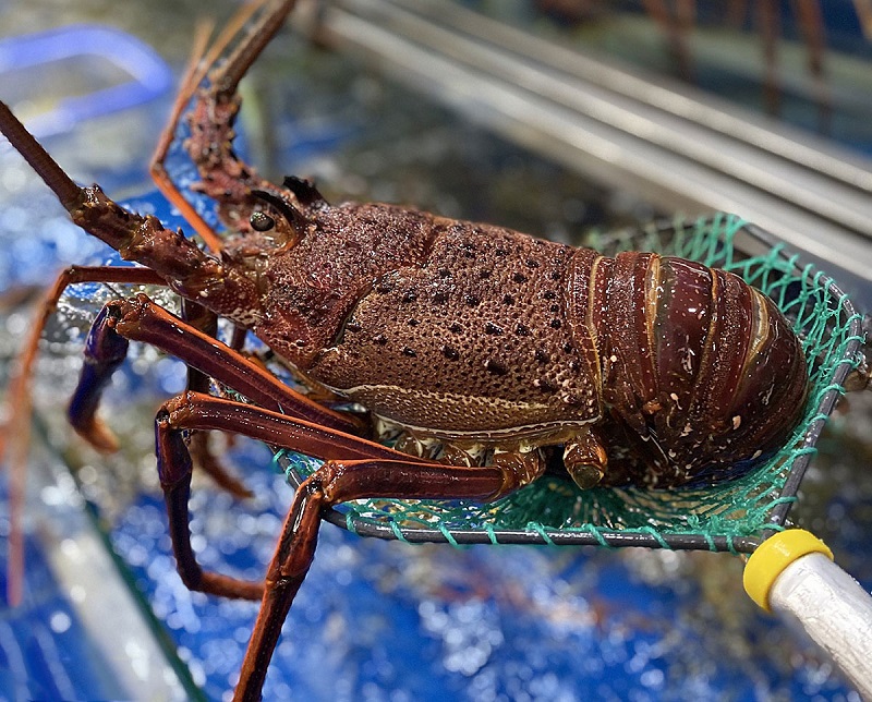 Tôm hùm đang có mức giá được cho là thấp nhất trong ba năm qua.