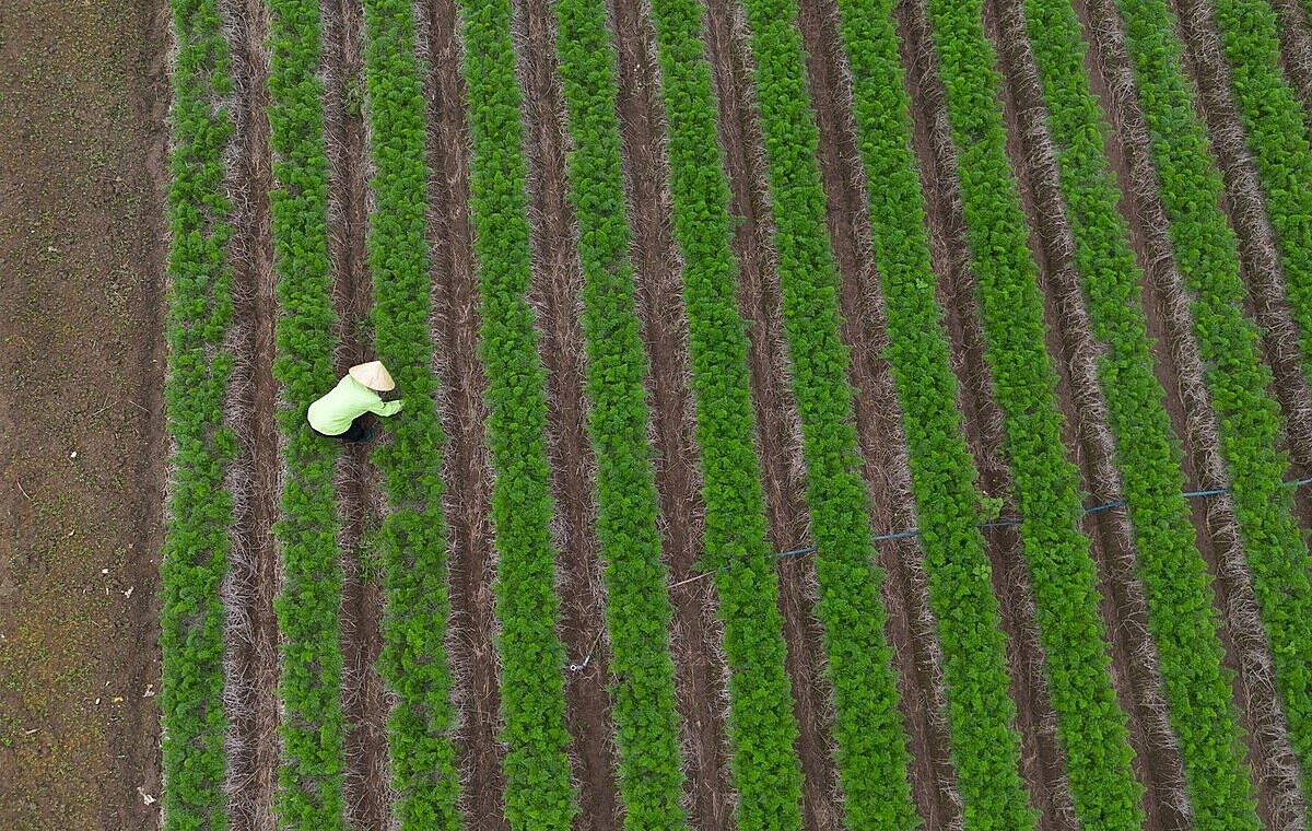 Nhu cầu vay vốn, phát triển sản xuất của các HTX là rất lớn.