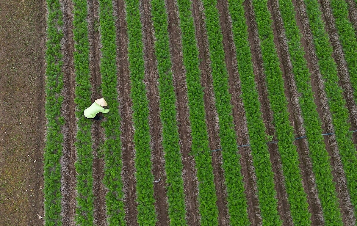 Nhu cầu vay vốn, phát triển sản xuất của các HTX là rất lớn.