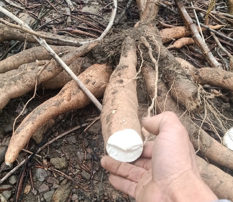 Giá sắn giảm một nửa so với cùng kỳ năm trước, hiện tại chỉ từ 1.200 – 1.500 đồng/kg.