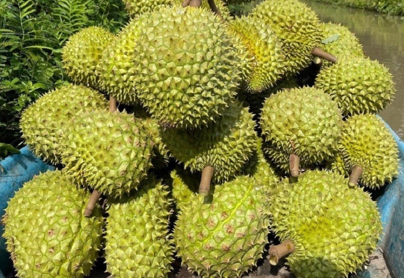 Sầu riêng gặp khó trong xuất khẩu, giá sầu riêng chỉ còn vài chục nghìn đồng một kg.