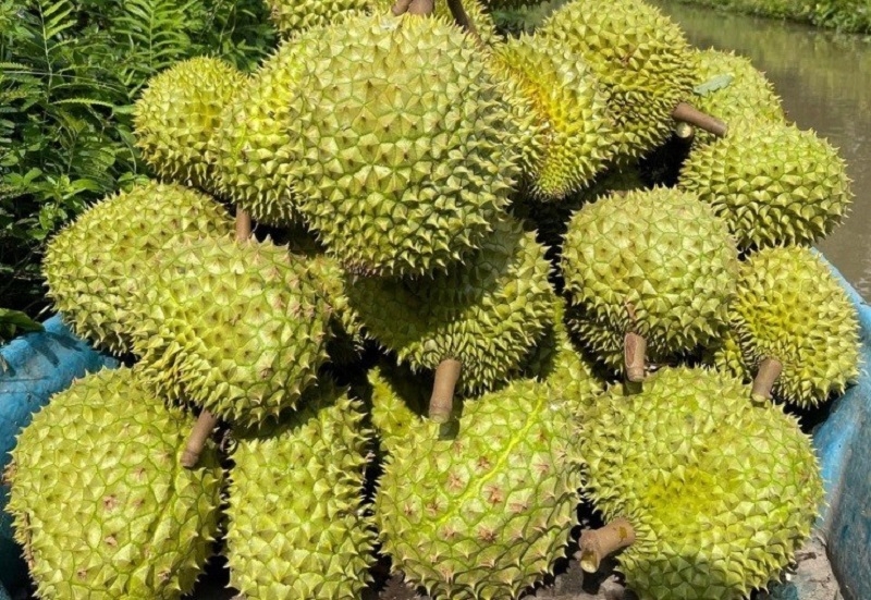 Sầu riêng gặp khó trong xuất khẩu, giá sầu riêng chỉ còn vài chục nghìn đồng một kg.