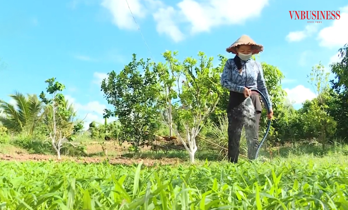 Đời sống đồng bào dân tộc thiểu số ở Tiểu Cần đang nâng lên nhờ đổi mới tư duy sản xuất.