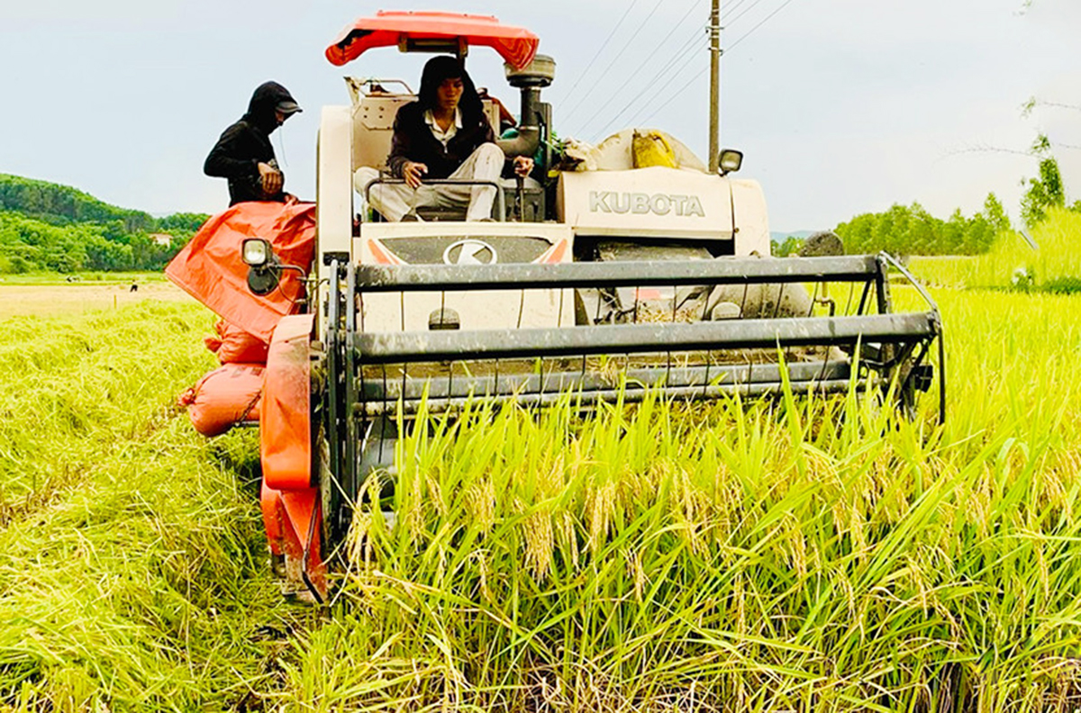 Cánh đồng mẫu lớn đang mở hướng thoát nghèo, làm giàu cho người dân Vũ Quang.