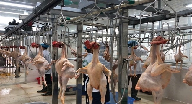 Dây chuyền giết mổ của HTX Xanh Yên Thế khá hiện đại nhưng chưa phát huy hết công suất.