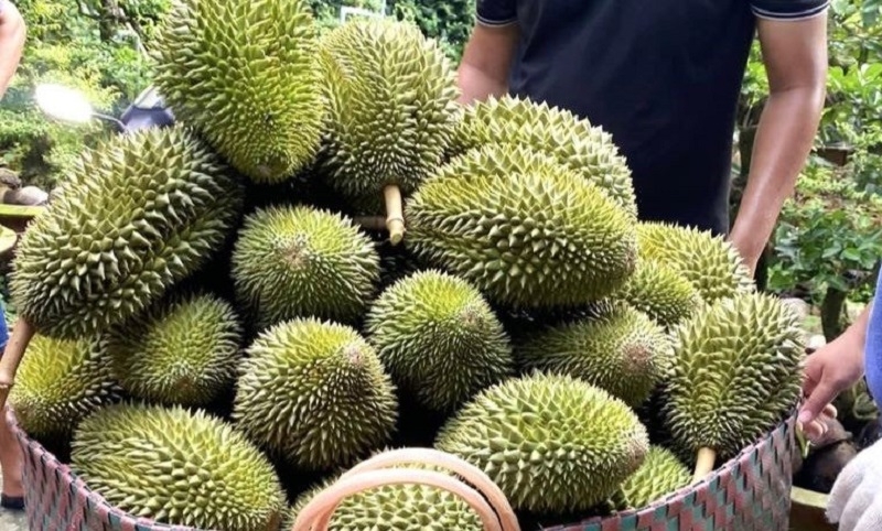 Sau những ngày giảm giá sâu, giá sầu riêng thu mua xuất khẩu hiện đã tăng trở lại về mốc 100.000 đồng/kg.