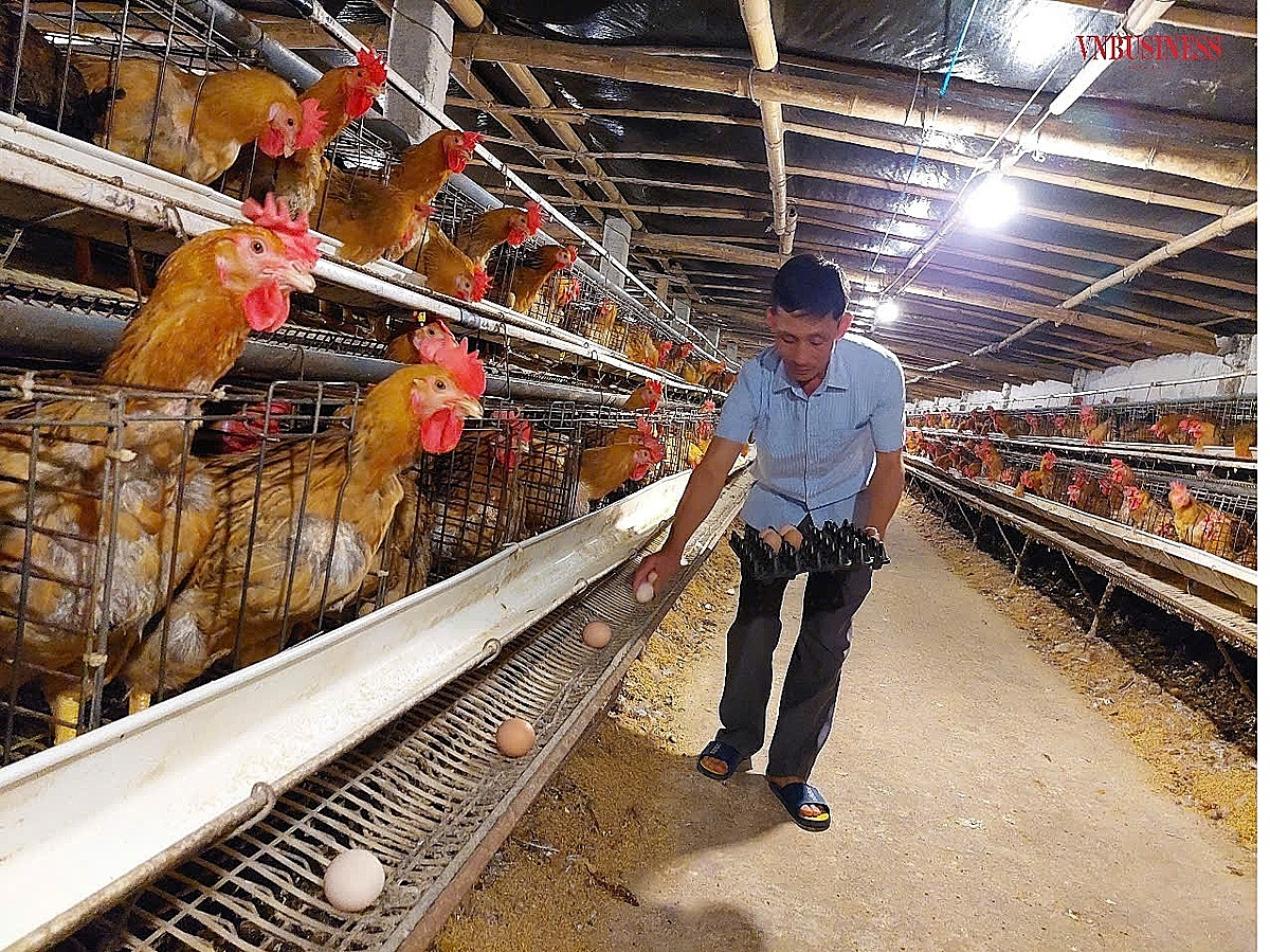 Hộ ông Đồng là một trong những hộ chăn nuôi quy mô lớn tại xã Khởi Nghĩa nhưng nay cũng phải thu hẹp số lượng vật nuôi.