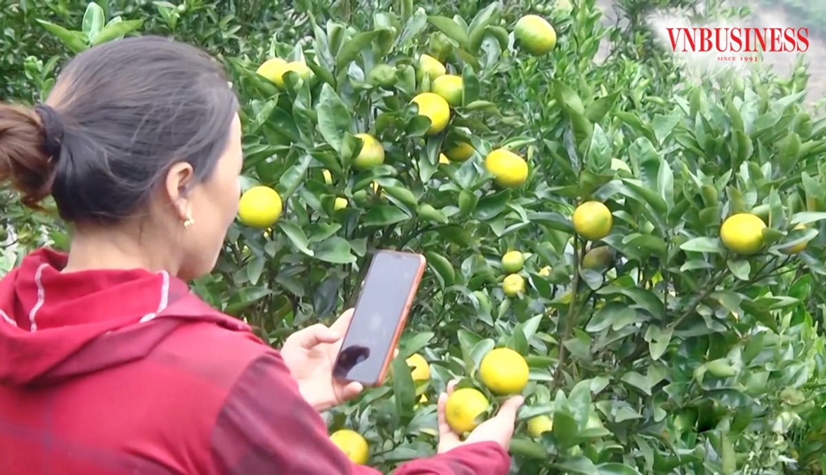 Hình ảnh những nông dân người Mông, người Pa Dí... ở Mường Khương livestream bán hàng đã không còn xa lạ.