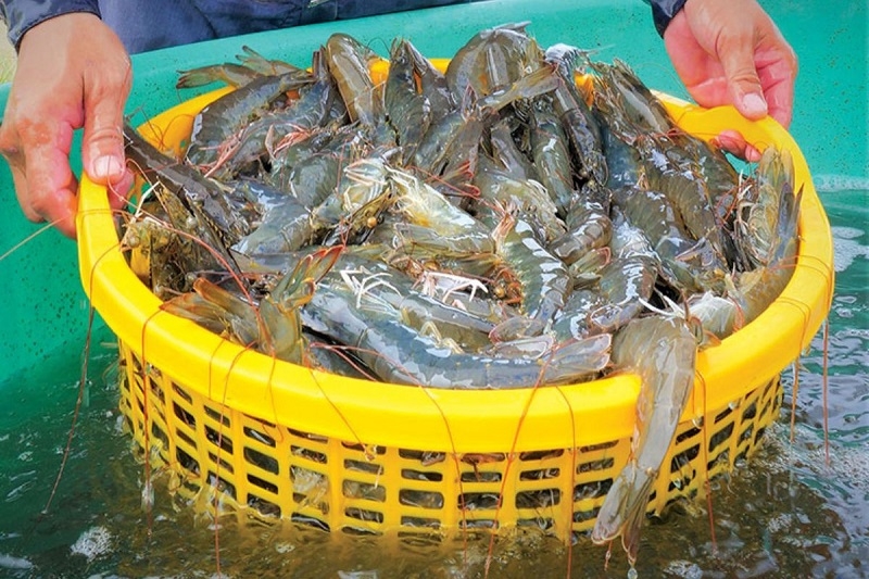 Xuất khẩu tôm trong tháng đầu năm 2025 tăng 28%, đạt kim ngạch 311 triệu USD.