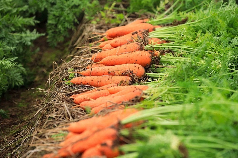 Cà rốt tại Hợp tác xã Dịch vụ Nông nghiệp xã Đức Chính vào mùa thu hoạch