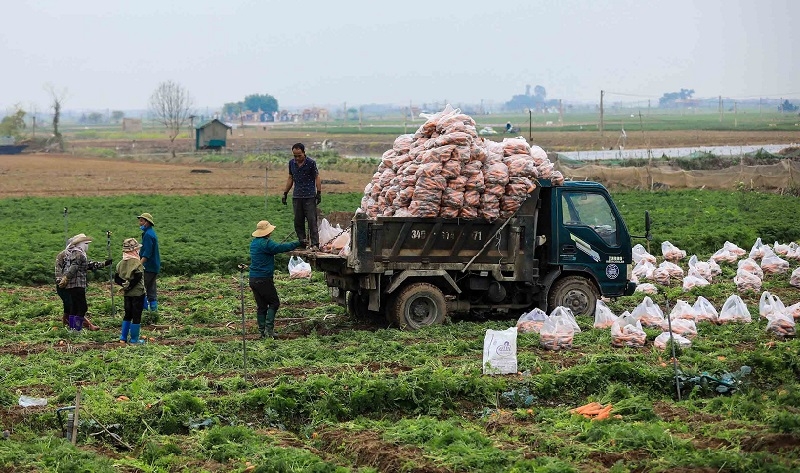 Cà rốt được thu mua tại ruộng, sau đó sơ chế và phân loại trước khi xuất khẩu.