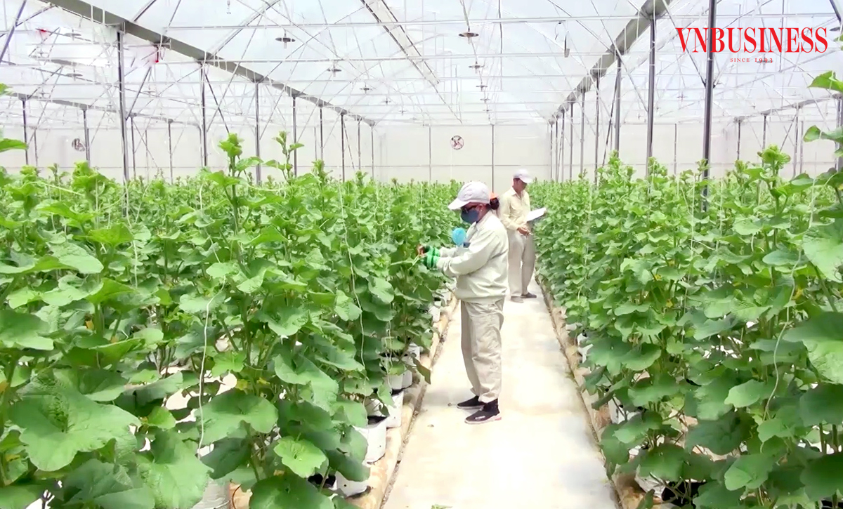 Nông dân Bắc Ninh đang giàu lên nhờ làm nông nghiệp hiện đại, nhanh nhạy với thị trường.