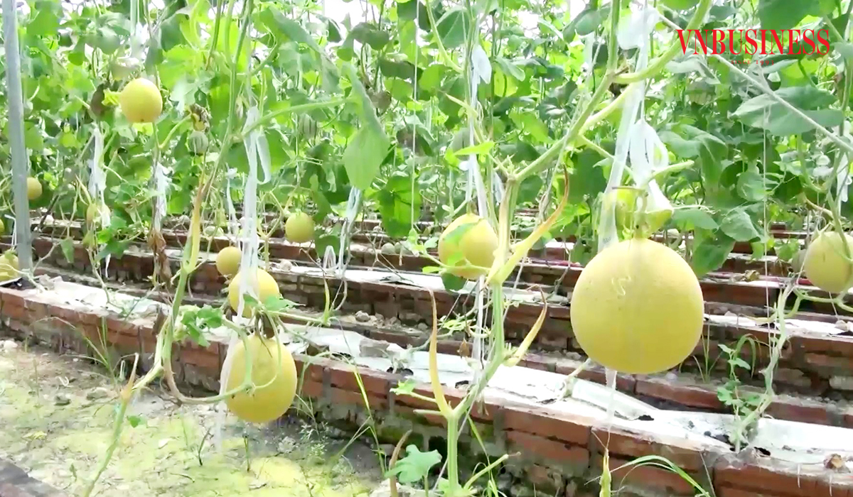 Bắc Ninh đang định hướng phát triển các mô hình nông nghiệp công nghệ cao để làm giàu bền vững cho người dân.