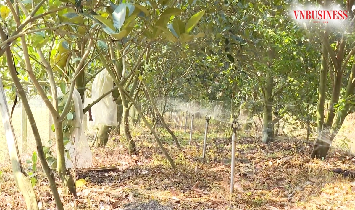 Việc tự động hóa trong tưới tiêu, chuyển đổi số trong khâu kết nối thị trường... giúp nông dân Tiền Giang tăng thu nhập, giảm công lao động.