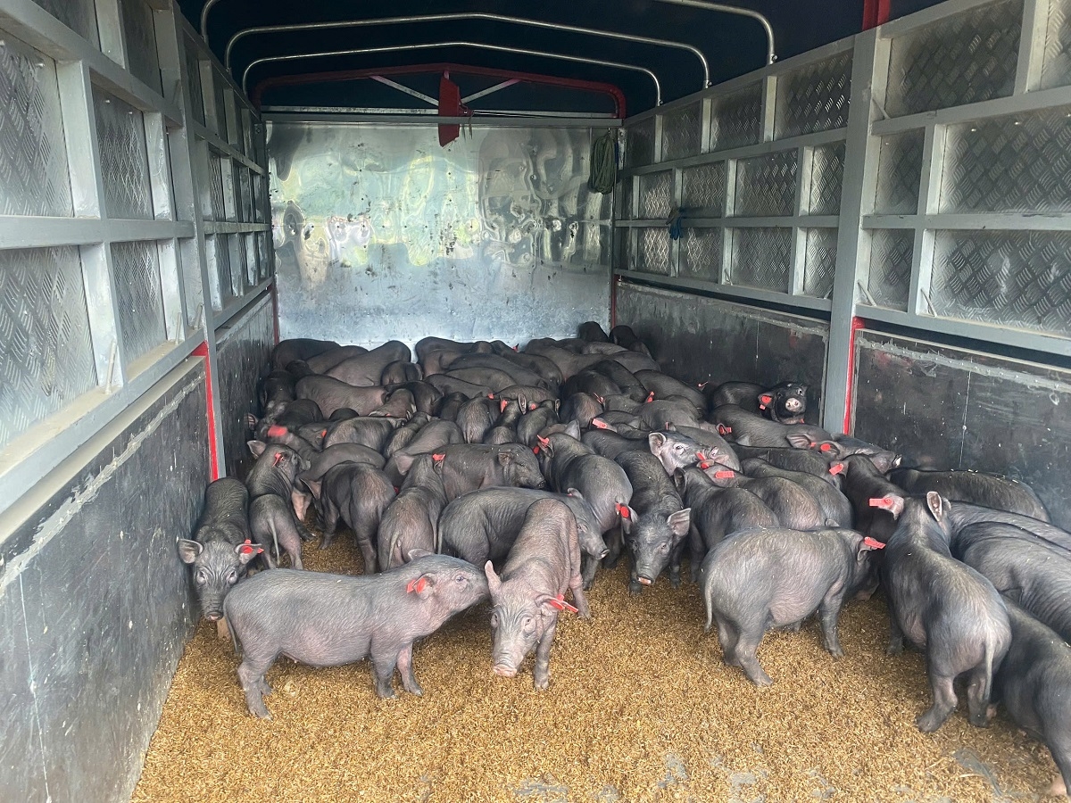 Nhiều HTX đã góp phần xây dựng nông thôn mới, xóa đói giảm nghèo, ổn định đời sống cho người dân.