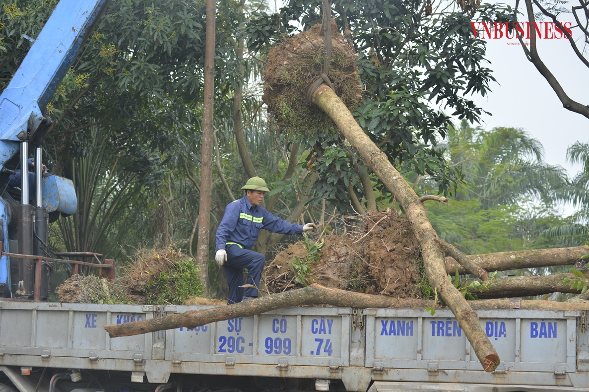 Hiện tại, đơn vị thi công đang tập trung đánh chuyển một phần cây xanh trong công viên để lấy không gian thực hiện các hạng mục cải tạo theo thiết kế đã được phê duyệt.