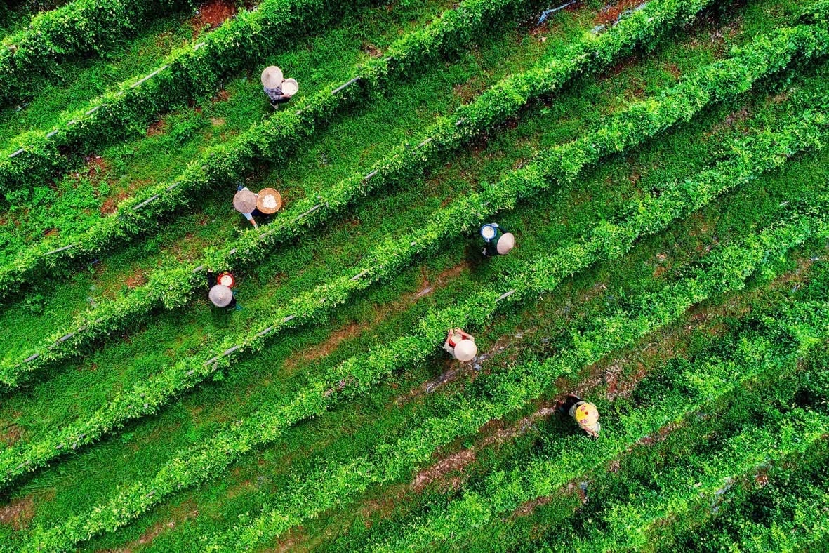 Nhiều HTX trong thời gian dài bị vướng mắc bởi Luật Phá sản.