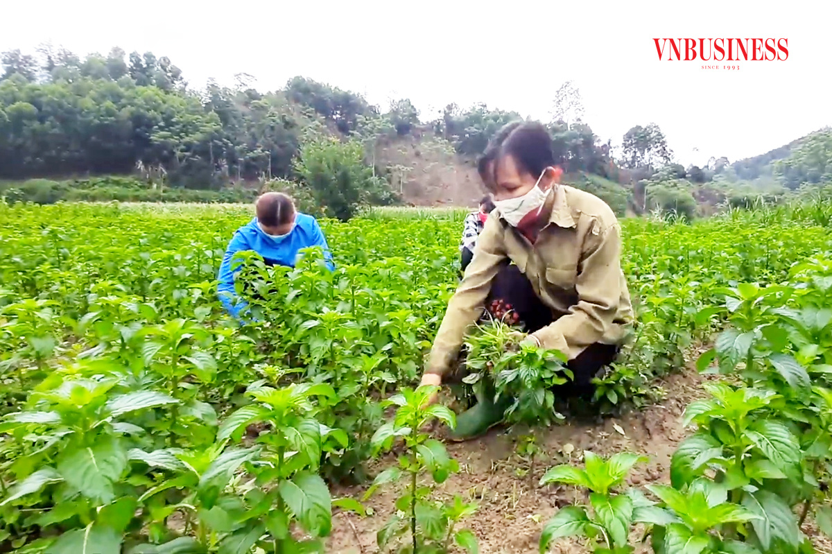 Việc mạnh dạn chuyển đổi sang các cây trồng mới cũng giúp đồng bào dân tộc thiểu số miền núi ở Tuyên Quang tăng hiệu quả kinh tế.