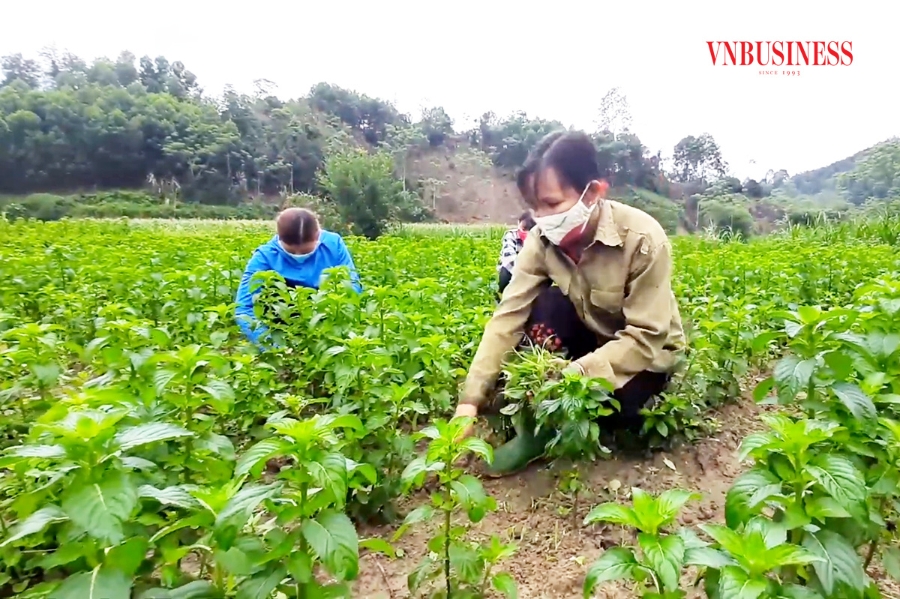Việc mạnh dạn chuyển đổi sang các cây trồng mới cũng giúp đồng bào dân tộc thiểu số miền núi ở Tuyên Quang tăng hiệu quả kinh tế.