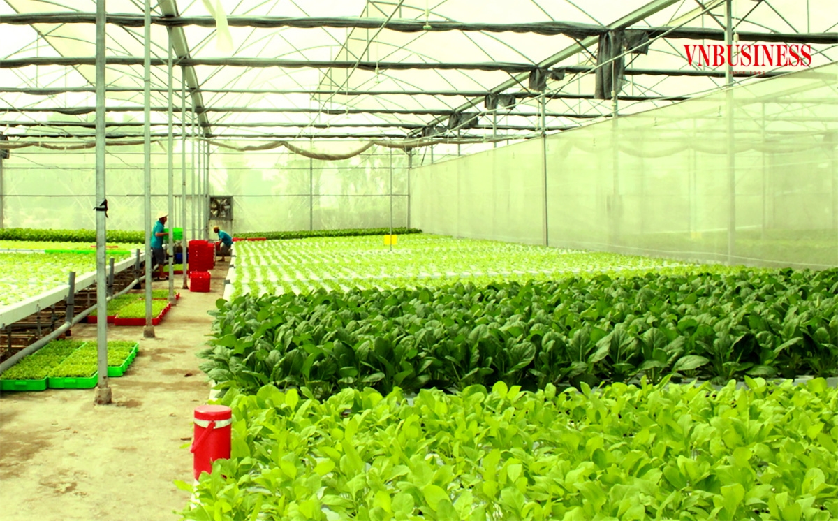 Cùng với sự tham gia của các HTX, nông nghiệp Bình Dương đang hướng đến sản xuất công nghệ cao.