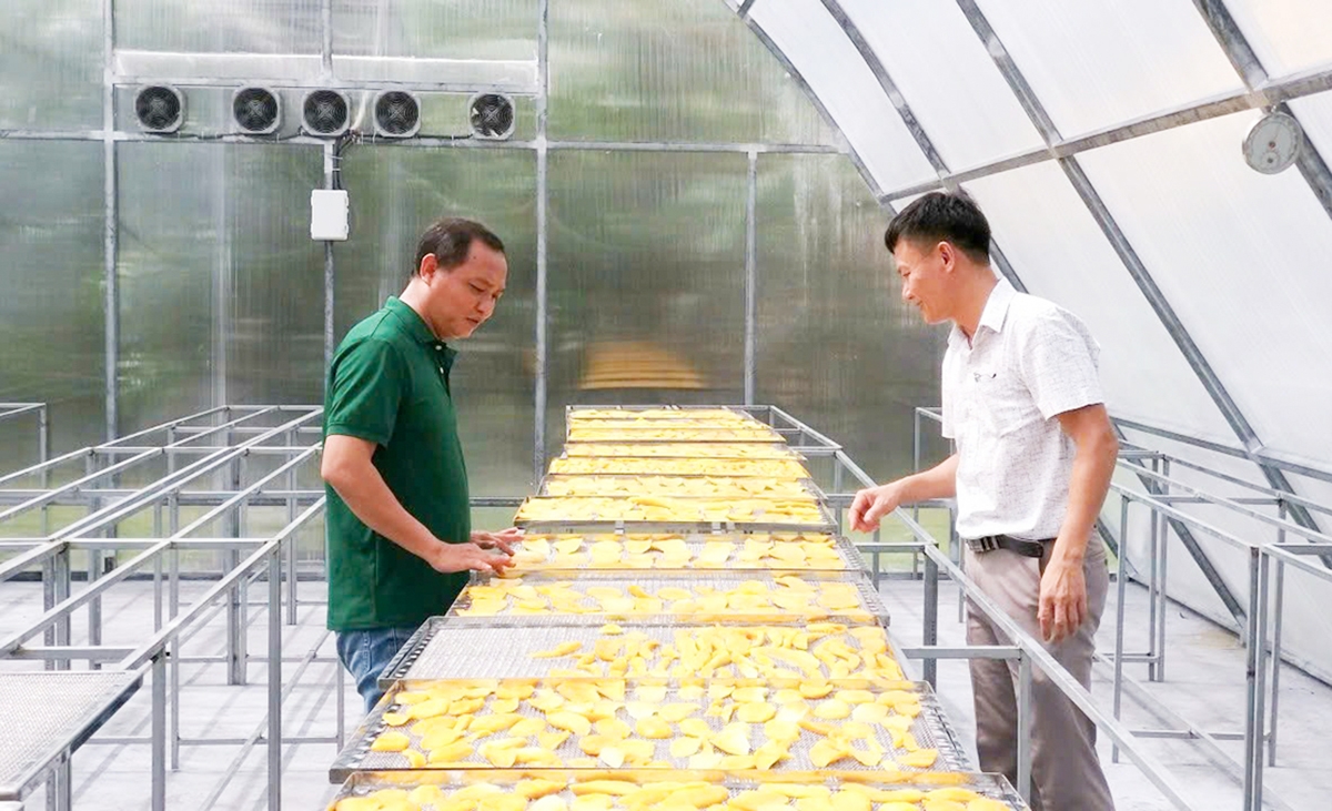 Nâng cao hàm lượng chế biến là chìa khóa giúp nông dân, HTX ở Chợ Mới gia tăng giá trị sản xuất.