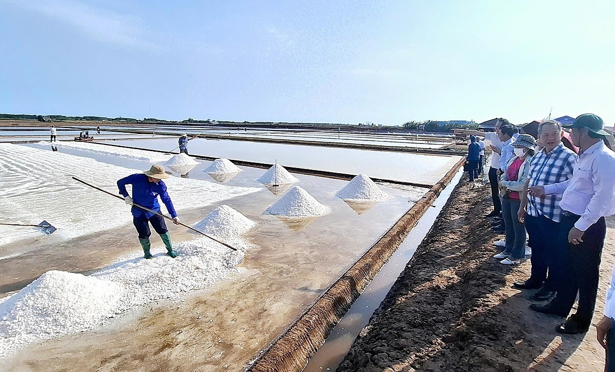 Đoàn công tác Liên minh Hợp tác Việt Nam tham quan cánh đồng muối công nghệ cao, cánh đồng muối truyền thống tại huyện Đông Hải, tỉnh Bạc Liêu.