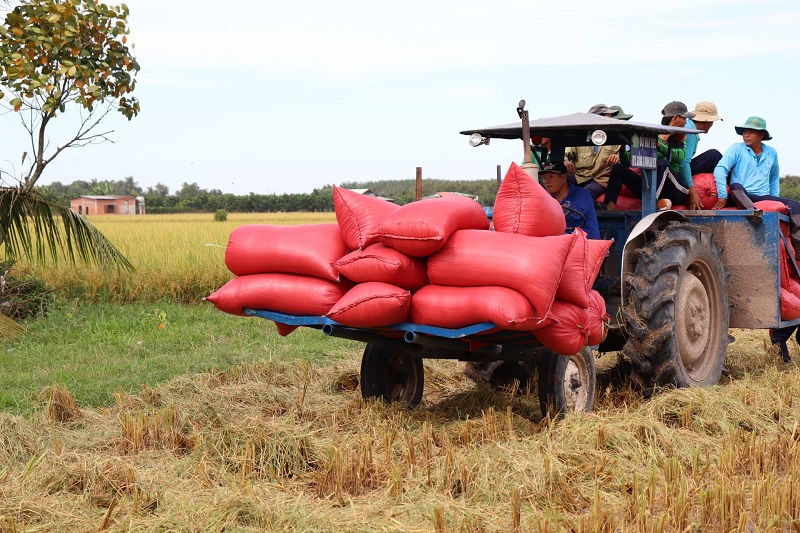 Theo các chuyên gia, tình hình xuất khẩu gạo của Việt Nam trong thời gian gần đây đối mặt nhiều thách thức và dự báo còn tiếp diễn.