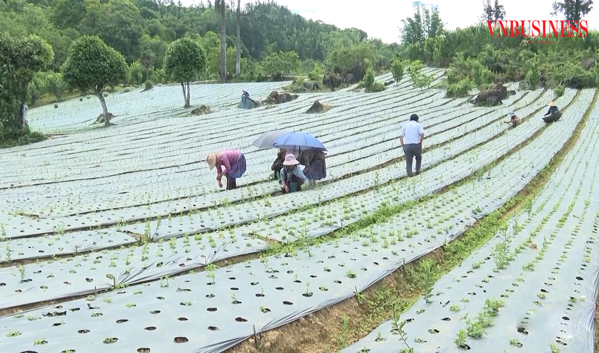 Các HTX, tổ hợp tác đóng vai trò quan trọng trong kết nối sản xuất ở Si Ma Cai.