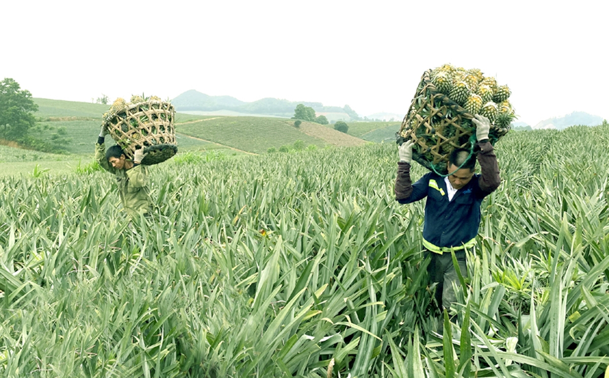 Ứng dụng khoa học công nghệ mới vào sản xuất giúp nông dân trồng dứa ở Ninh Bình nâng cao hiệu quả &lpar;Ảnh:BNB&rpar;.