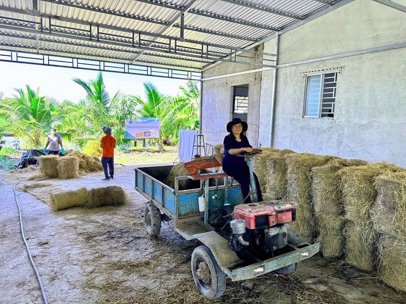 HTX New Green Farm sử dụng rơm trong quá trình sản xuất lúa để trồng nấm rơm nhằm nâng cao thu nhập, đồng thời tái sử dụng rơm để làm phân bón hữu cơ phục vụ lại cho trồng trọt.