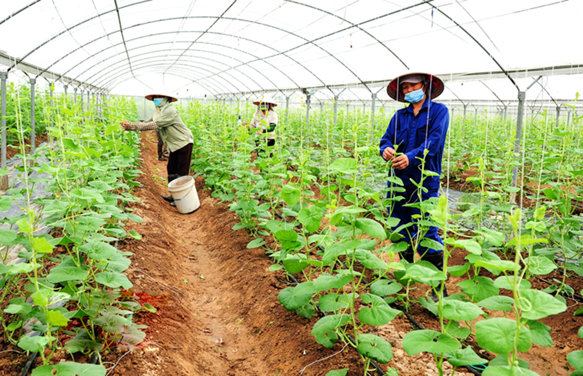 Sản xuất theo hướng công nghệ cao giúp nông dân Ninh Bình ngày càng giàu lên &lpar;Ảnh: BNB&rpar;.
