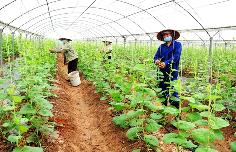 Sản xuất theo hướng công nghệ cao giúp nông dân Ninh Bình ngày càng giàu lên &lpar;Ảnh: BNB&rpar;.