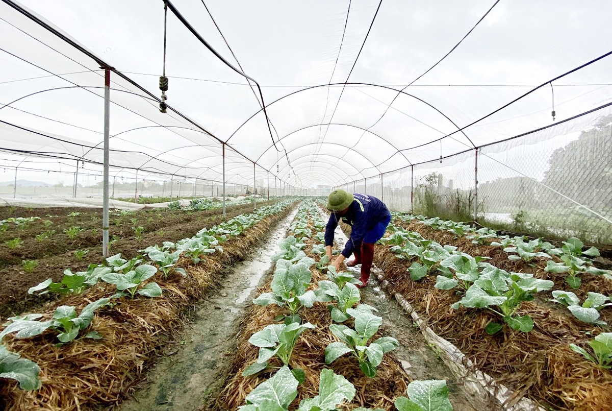 Nông dân Nam Định ngày càng chú trọng sản xuất theo hướng công nghệ cao.