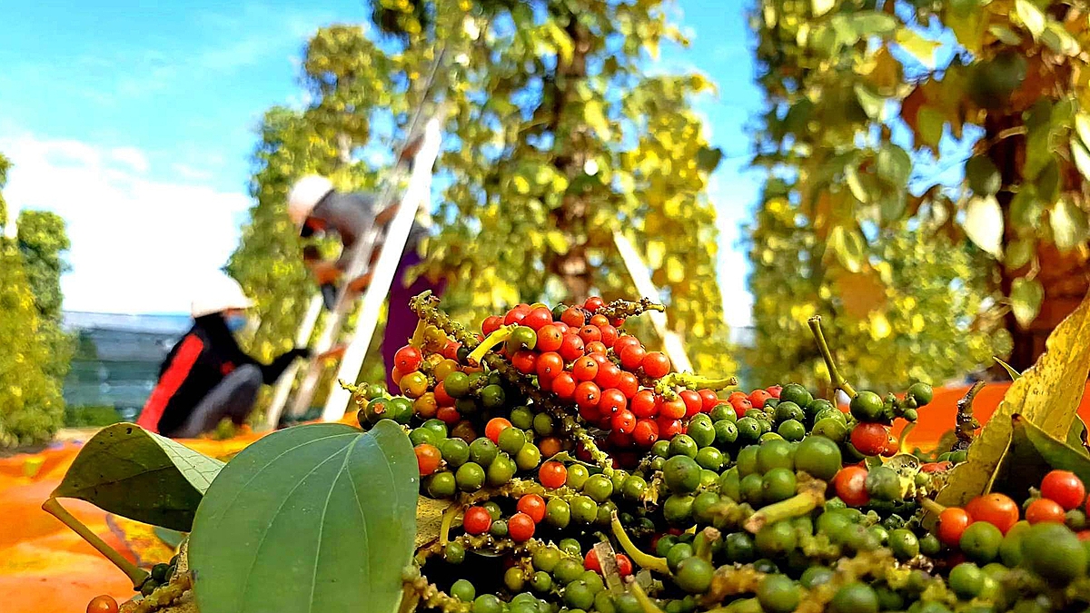 Giá tiêu giảm ở các vùng trồng.