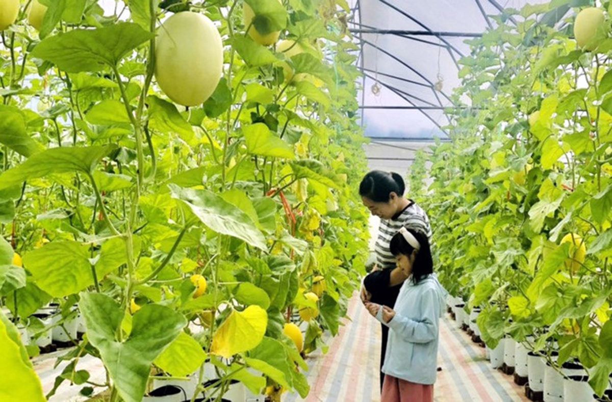 Các chương trình hỗ trợ hiệu quả, giúp nông dân Bắc Kạn tự tin chuyển đổi sản xuất theo hướng hiện đại, hiệu quả.