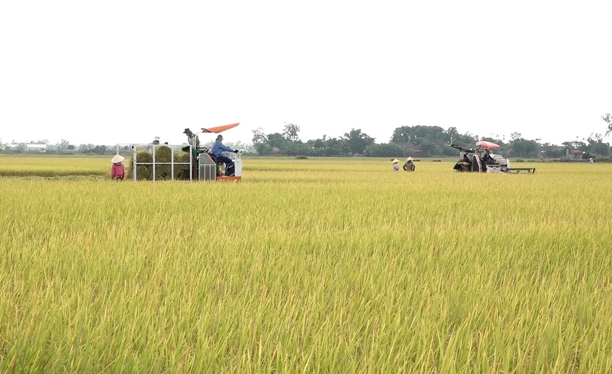 Việc liên kết trong các HTX, tổ hợp tác giúp nông dân Quảng Trị mạnh dạn ứng dụng khoa học kỹ thuật vào sản xuất.