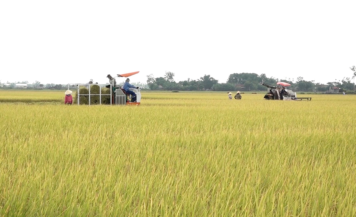 Việc liên kết trong các HTX, tổ hợp tác giúp nông dân Quảng Trị mạnh dạn ứng dụng khoa học kỹ thuật vào sản xuất.