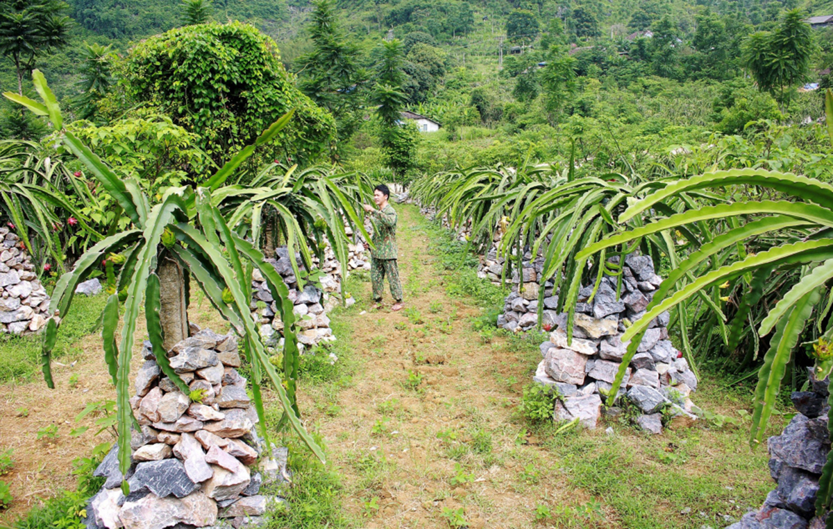 Phong trào khởi nghiệp đang lan rộng ở Cao Bằng.