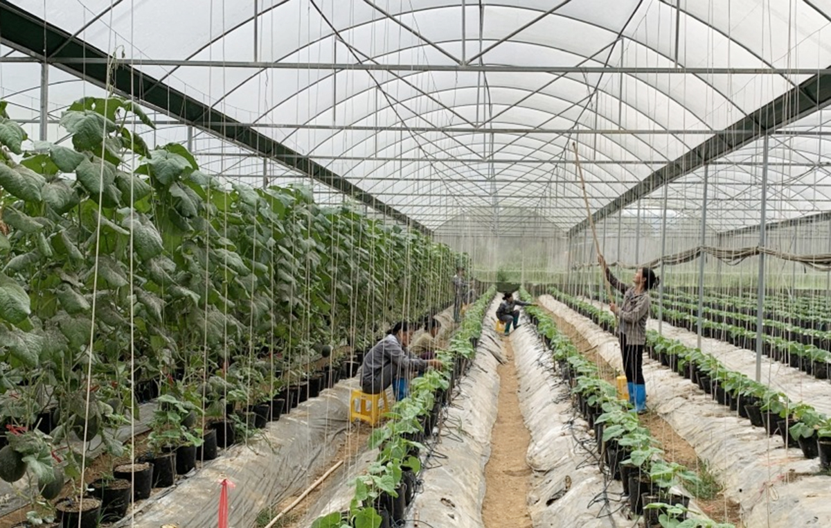 Khởi nghiệp với nông nghiệp công nghệ cao giúp nhiều người trẻ ở Cao Bằng vươn lên làm giàu.