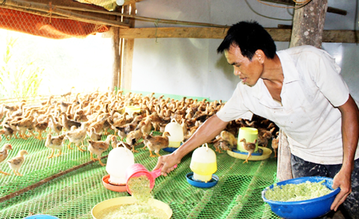 Chăn nuôi khoa học giúp nông dân Lạng Sơn tăng thu nhập, giảm nghèo, làm giàu.