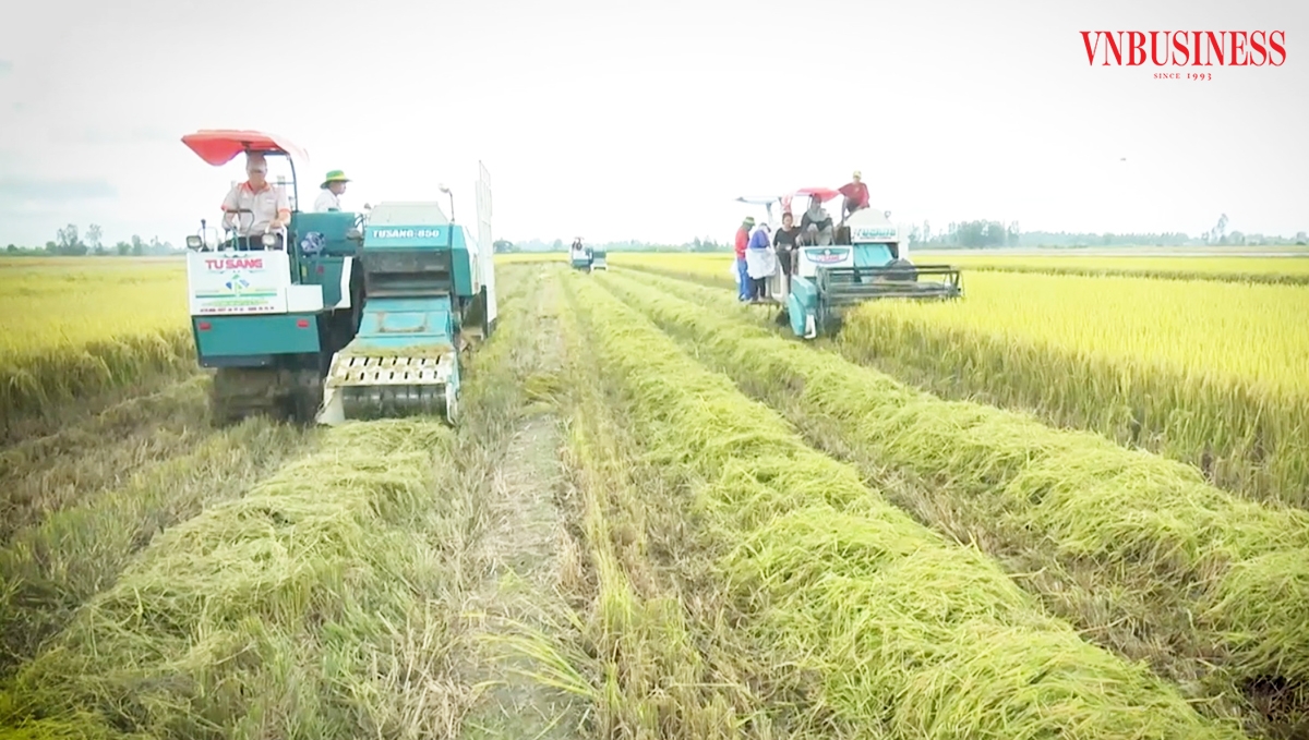 Ứng dụng khoa học công nghệ vào sản xuất đang giúp nông dân Cần Thơ thắng lớn.