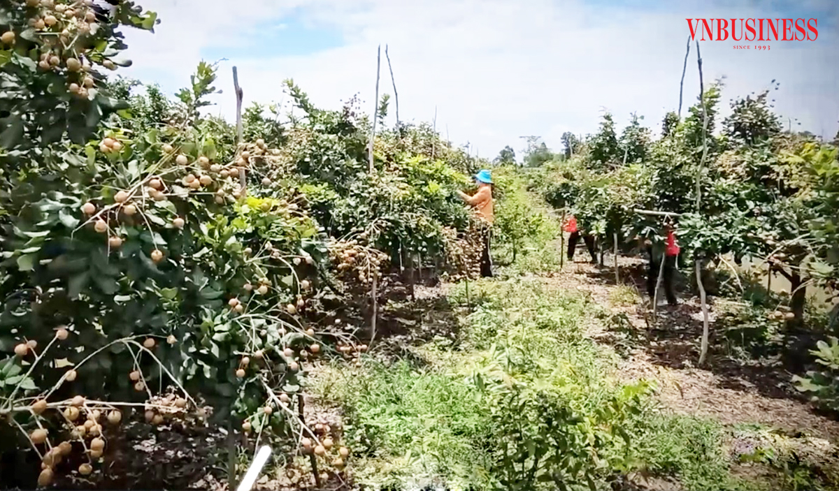 Ứng dụng khoa học công nghệ là chìa khóa giúp nông dân Cần Thơ nâng cao giá trị sản xuất.