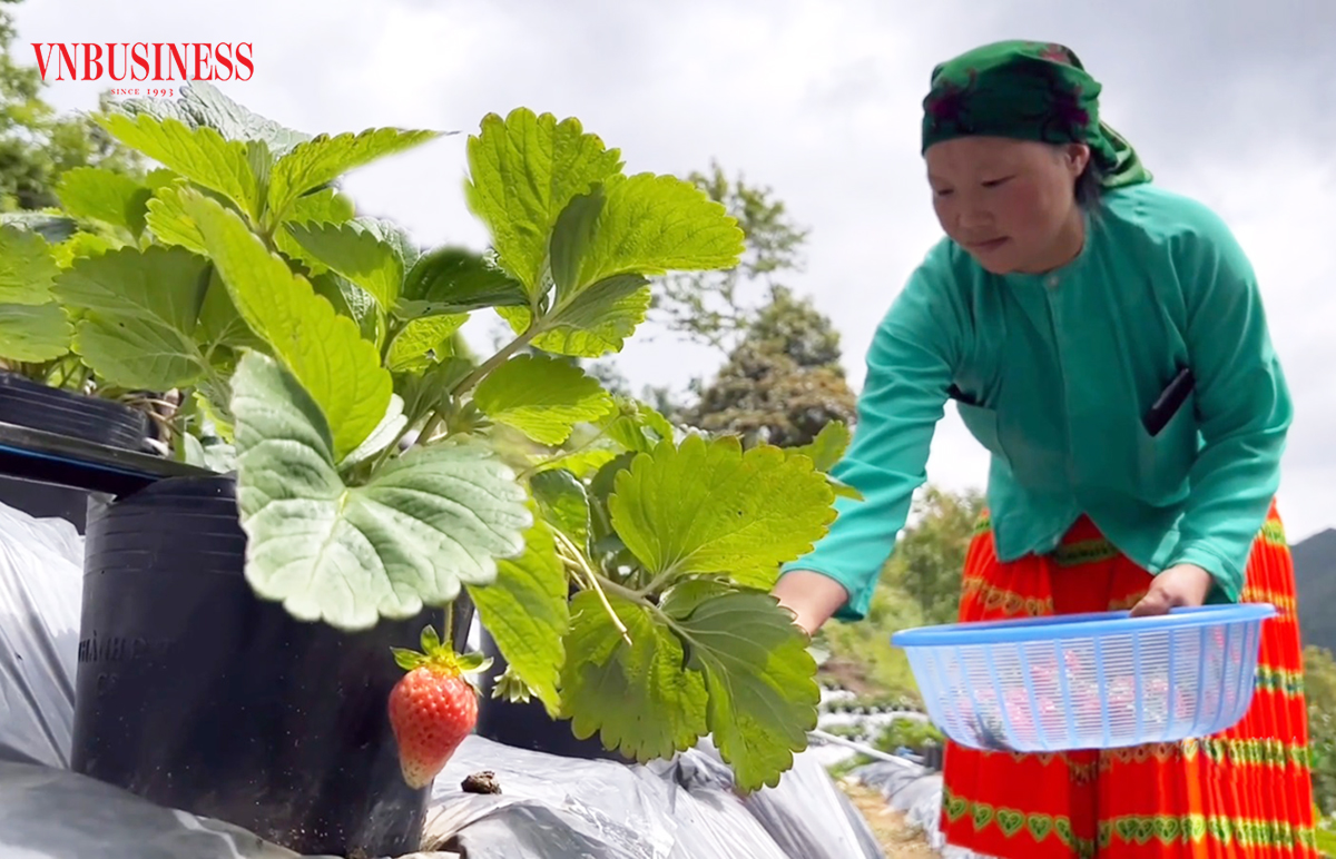 Liên kết sản xuất theo chuỗi giá trị là nền tảng để người dân Đồng Văn phát triển bền vững.