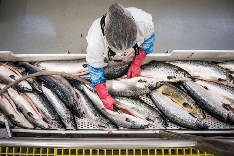 Năm 2024, Na Uy xuất khẩu sang Việt Nam đạt hơn 72.000 tấn hải sản, tương đương 252 triệu USD; tăng 20% về giá trị và 16% về sản lượng so với năm trước đó.