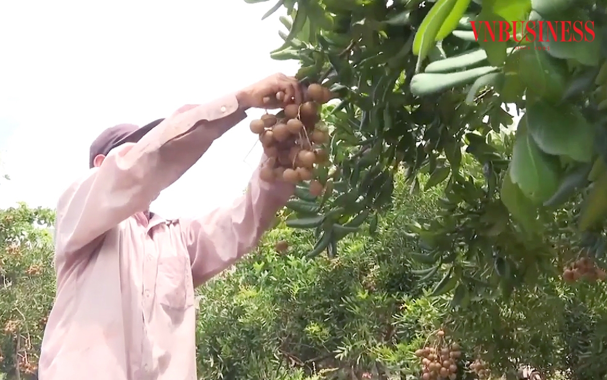 Liên kết sản xuất trong các HTX, tổ hợp tác giúp nông dân Xuyên Mộc nâng cao giá trị, giảm nghèo bền vững.