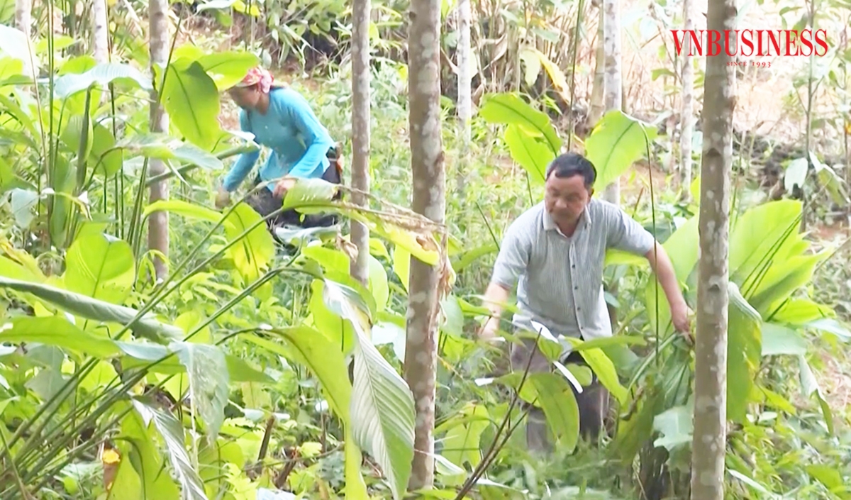 Đời sống người dân Bảo Yên đang nâng lên nhờ những cây trồng thế mạnh.
