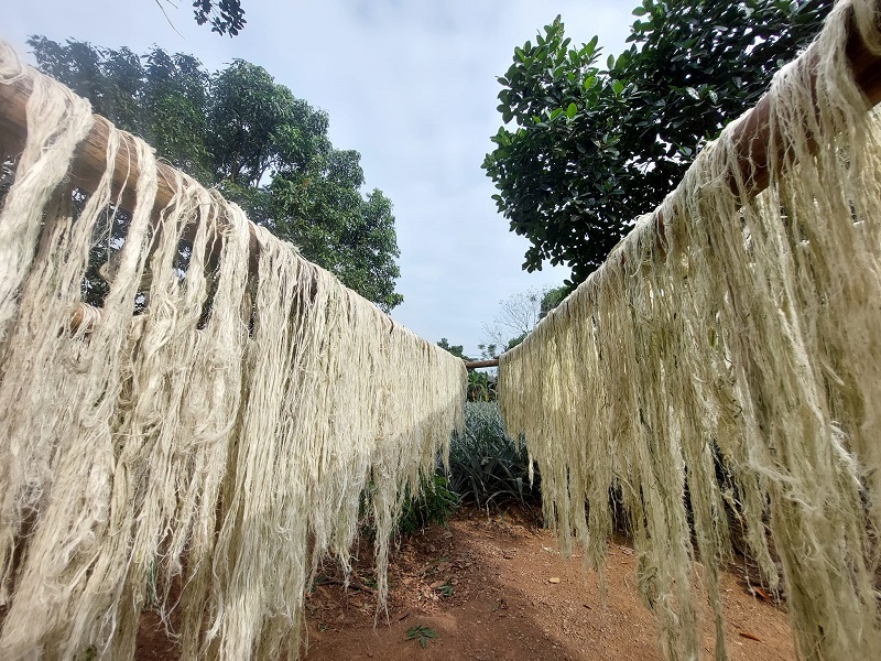 Xơ sợi dứa phơi khô, trước khi làm sợi.