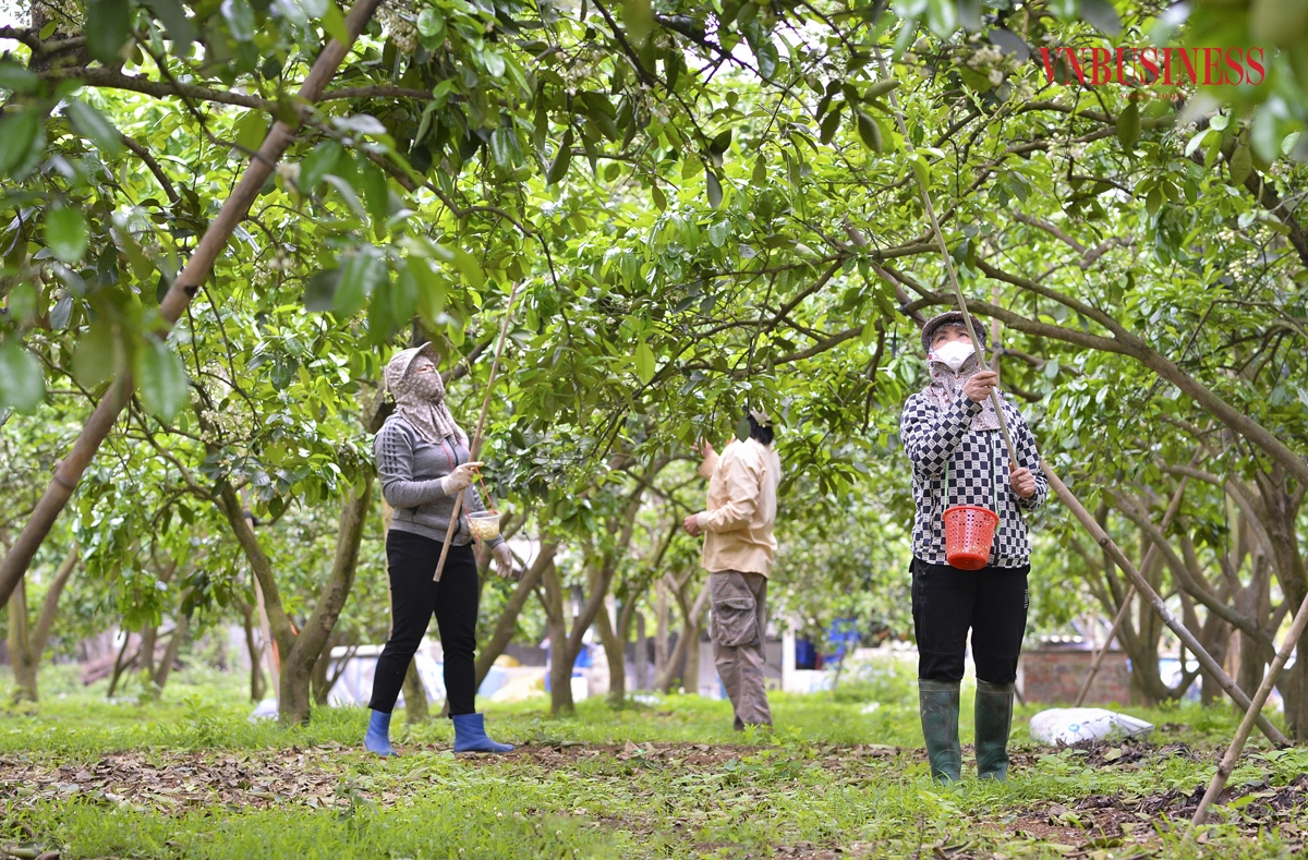 Hàng năm, vào thời điểm tháng tháng 3, khi hoa bưởi tỏa hương thơm ngát cũng là lúc người dân trồng bưởi bắt tay vào công việc quan trọng nhất đó là thụ phấn cho những chùm hoa để cây sớm đậu quả, giúp đem lại năng suất cao.