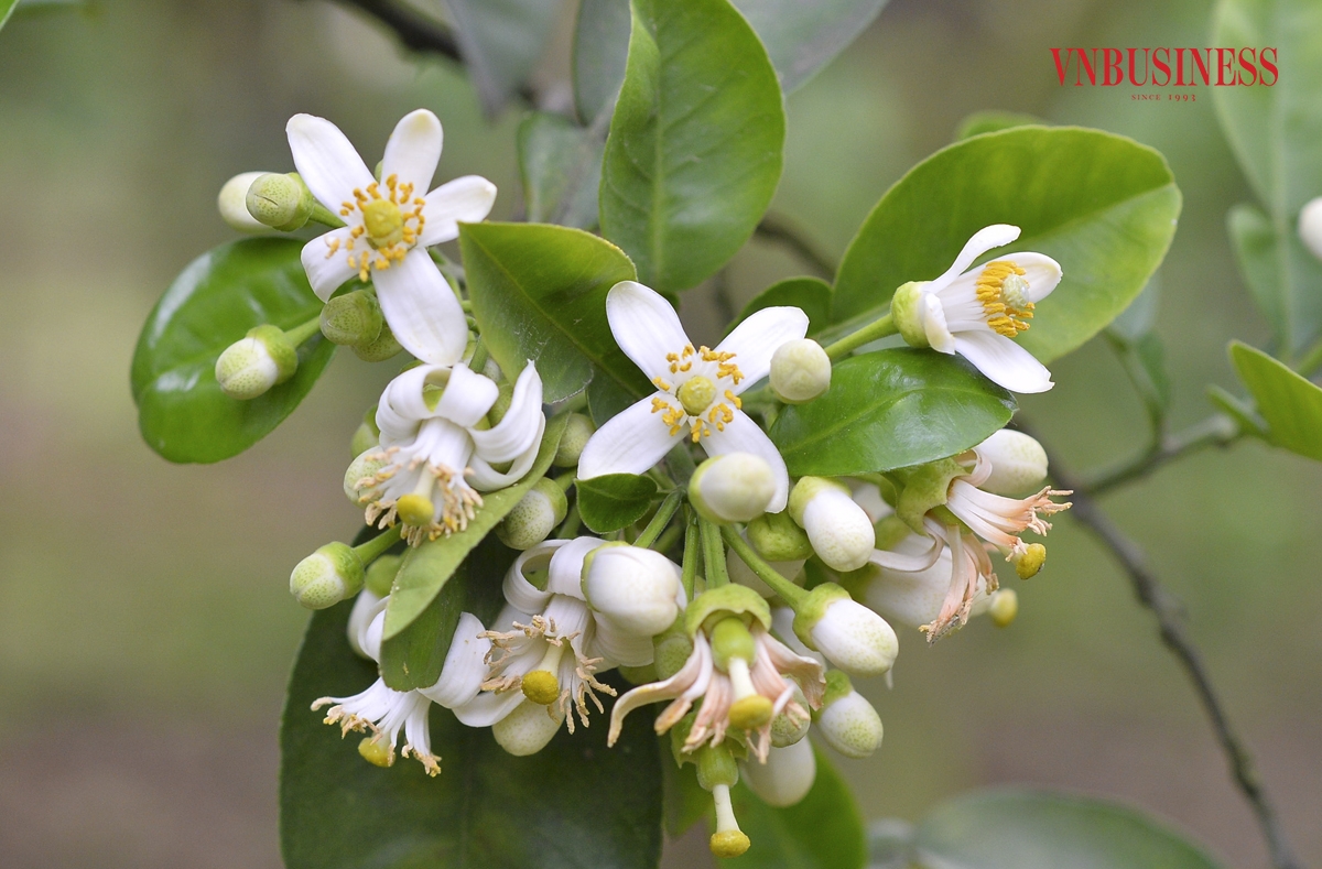 Cách thụ phấn bằng tay cho hoa bưởi dựa trên nguyên tắc thụ phấn chéo, tức là nhụy của hoa này sẽ kết hợp với nhụy của hoa khác, không bắt buộc là trên cùng một bông.